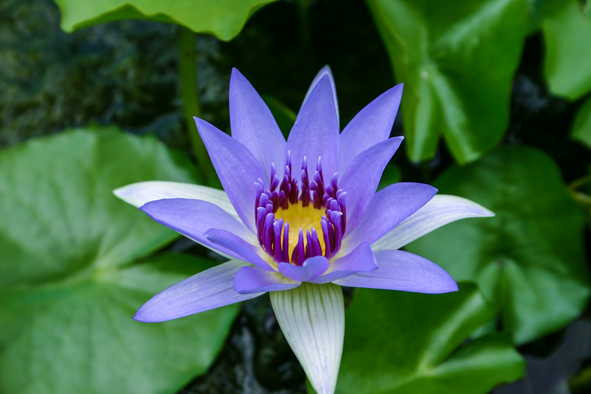 Nymphaea colorata